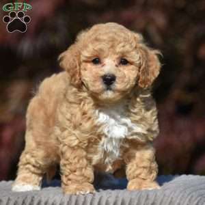 Lennox, Bich-Poo Puppy